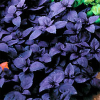 Purple Basil - Dark purple leaves
